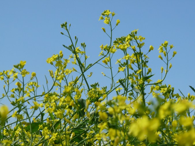 Canola in bloom 