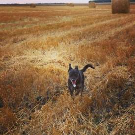 facebook_1473569178708