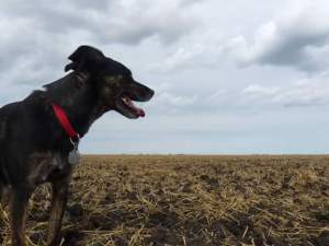 facebook_1473569195954