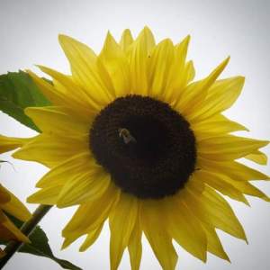 Wandering through my yard, taking time to notice the little things, like the bees enjoying my sunflowers. 