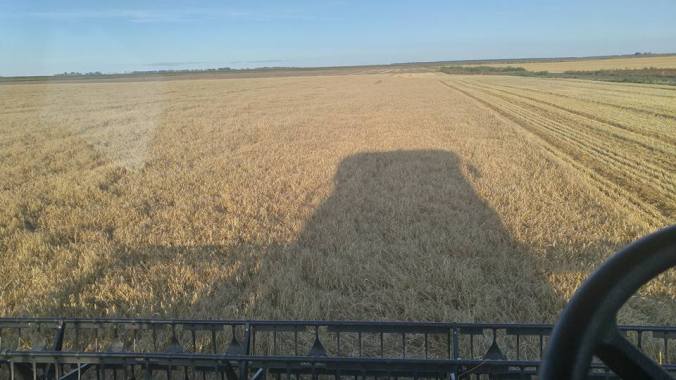 Perry combining wheat 2